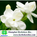 Arabian jasmine seeds for sale & beautiful flowers